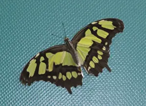 Nymphalidae Prints: Siproeta stelenes, Malachite butterfly