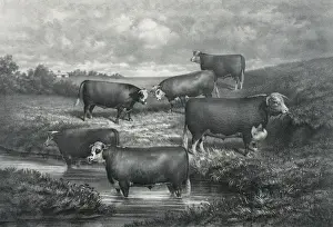 Steers Prints: Sir Bartle group of yearling grade hereford steers and their