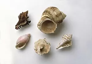 Sir Hans Sloanes collection of shells