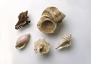 Macgregor Prints: Sir Hans Sloanes collection of shells