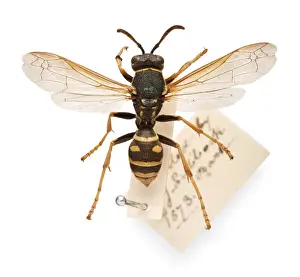 Sir John Lubbocks pet wasp