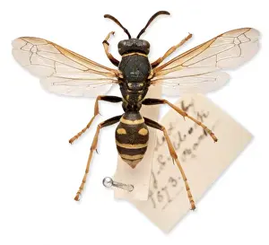 Sir John Lubbocks pet wasp