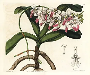 Aerides Collection: Sir Richard Brookes air plant, Aerides crispum