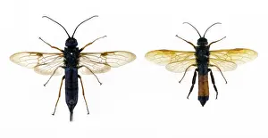 Hymenoptera Prints: Sirex noctilio, wood wasp