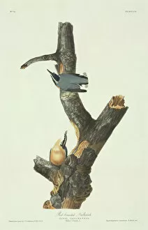 Aquatint Gallery: Sitta canadensis, red-breasted nuthatch