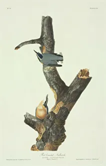 Plate 105 from John James Audubon's Birds of America, original double elephant folio (1831-34), hand-coloured aquatint. Engraved, printed and coloured by R. Havell (& Son), London Sitta canadensis, red-breasted nuthatch