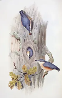 Sitta europaea, Eurasian nuthatch