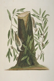 Acorn Gallery: Sitta pusila, brown-headed nuthatch, Sitta carolinensis, whi