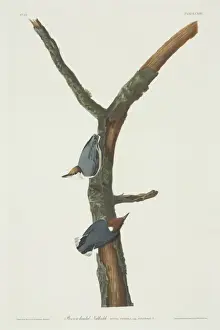 Sitta pusilla, brown-headed nuthatch