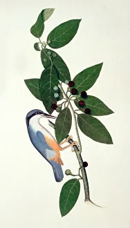 Sheikh Collection: Sitta sp. nuthatch