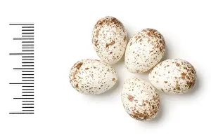 Eggshell Prints: Sitta whiteheadi, corsican nuthatch