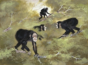 Miocene Gallery: Sivapithecus indicus