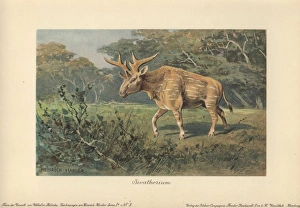 Tiere Gallery: Sivatherium, an extinct genus of giraffid that
