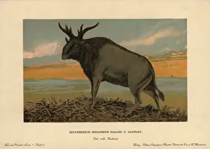 Giganteum Prints: Sivatherium, Sivatherium giganteum, extinct