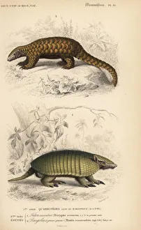 Anteater Gallery: Six-banded armadillo, Euphractus sexcinctus