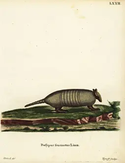 Six-banded armadillo, Euphractus sexcinctus