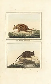 James Smith Barr Prints: Six-banded and nine-banded armadillo