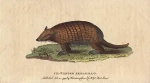 Sexcinctus Prints: Six-banded or yellow armadillo, Euphractus sexcinctus