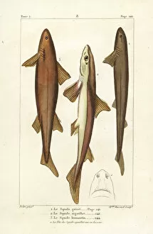 Germain Gallery: Six-gilled shark, spiny dogfish, and Don Pedro shark