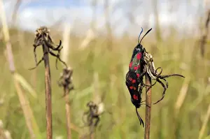 Mating Prints: Six-spot Burnet - mating pair - grass field - July
