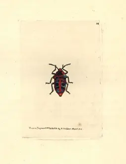 Six-spotted shieldbug, Scutellera sexmaculata