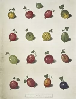 Sixteen varieties of gooseberries