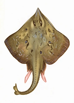 Skate Gallery: Skate, of the Rajidae family