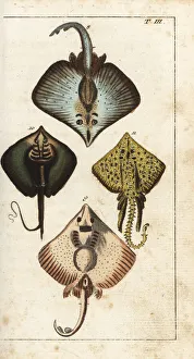 Creature Gallery: Skate, stingray and thornback ray