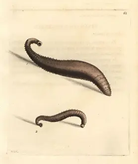Parasite Prints: Skate-sucker or spinulose sealeech, Pontobdella spinulosa