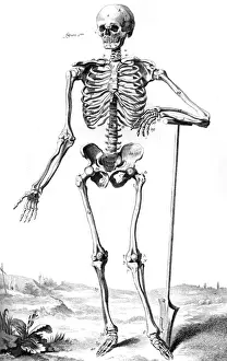 Bended Prints: Skeleton 18th Century