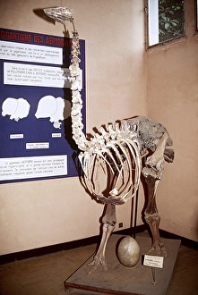 Aepyornis Collection: SKELETON OF AEPYORNIS - an extinct bird