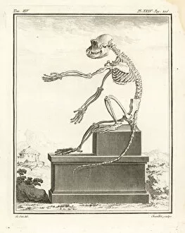 Skeleton of African macaque species