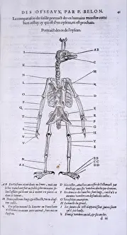 Skeleton of a bird