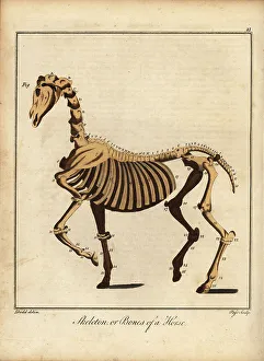 Recreation And Amusement Prints: Skeleton or bones of a horse