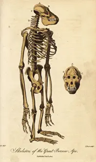 Endangered Prints: Skeleton of the Bornean orangutan, Pongo pygmaeus