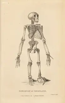 Skeleton of the common chimpanzee, Pan troglodytes