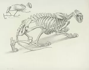 Lions Gallery: Skeleton of Crouching Lion