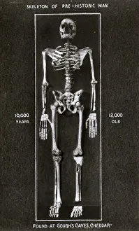 Skeleton of early man found at Goughs Cave, Cheddar Gorge Skeleton of early man found at Goughs Cave, Cheddar Gorge