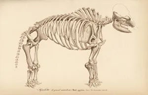 Universel Gallery: Skeleton of an extinct great American mastodon