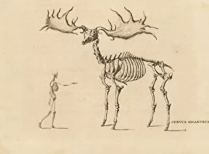Naturhistorischer Gallery: Skeleton of an extinct Irish elk, Megaloceros giganteus
