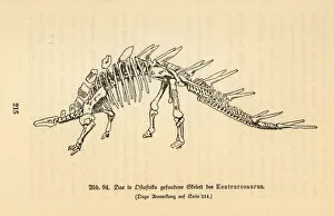 Cretaceous Collection: Skeleton of an extinct Kentrosaurus aethiopicus
