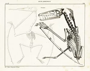 Allgemeine Gallery: Skeleton of an extinct pterodactyl, Pterodactylus