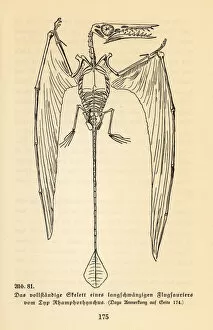 Skeleton of an extinct Rhamphorhynchus genus