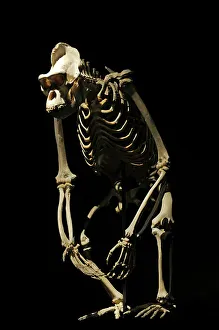 Skeleton of a gorilla. Natural History Museum, Berlin