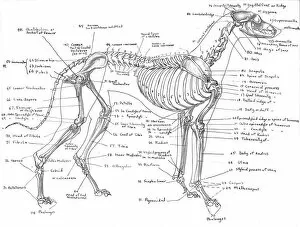 Skeleton Gallery: Skeleton of a greyhound
