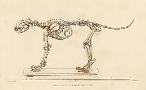 Skeleton of a full grown young lion, Panthera leo