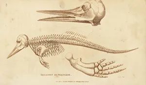 Kearsley Prints: Skeleton of a harbour porpoise, Phocoena phocoena