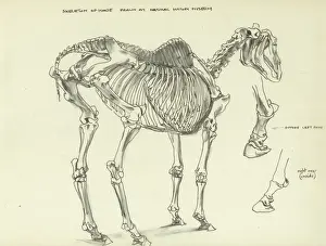 Skeleton of a horse