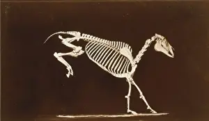 Contact Prints: Skeleton of horse. Leaping. Contact with the ground