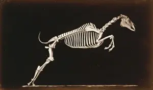 Skeleton of horse. Leaping. Leaving the ground